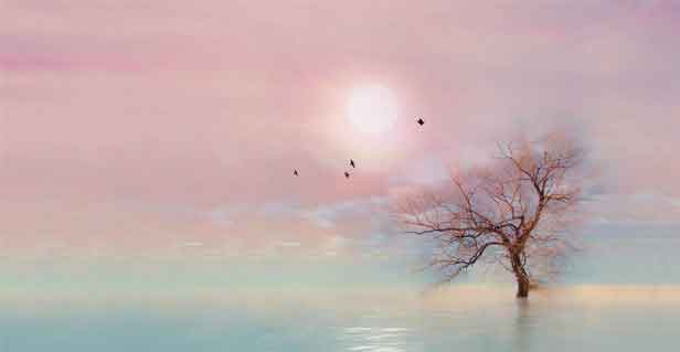 这几款好喝的代茶饮,调和脏腑功能,有助身体健康